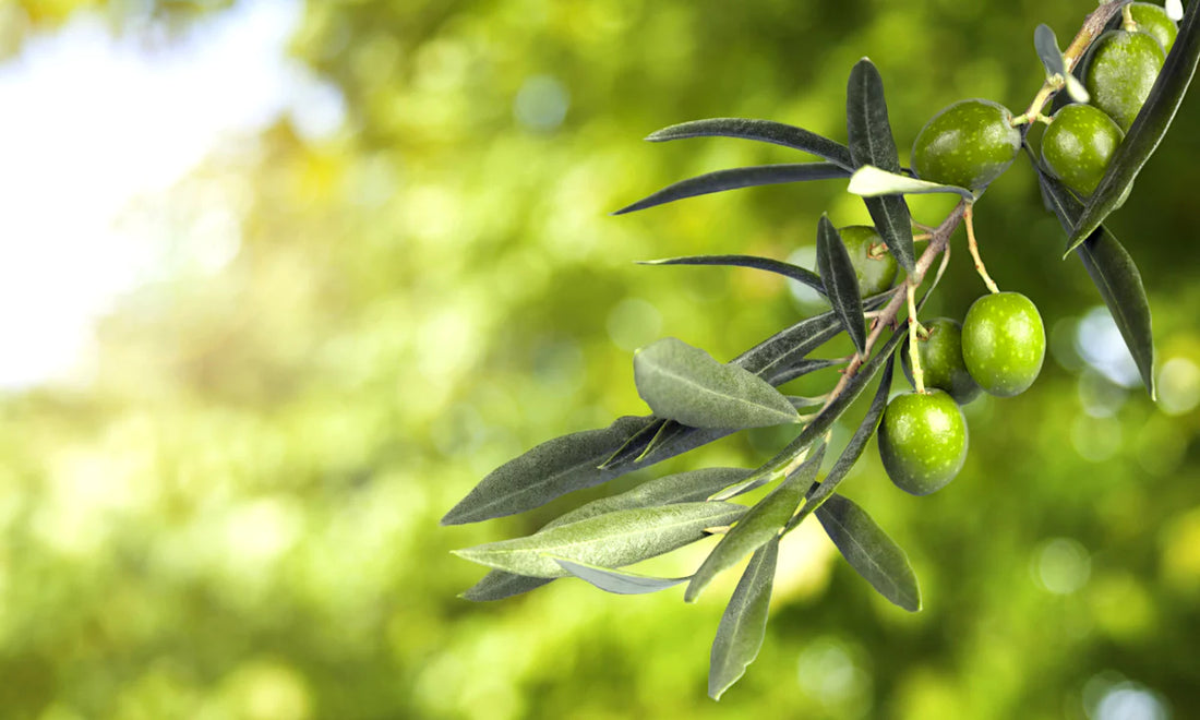 Unlocking the Summer Secret: Squalane for Hydrated, Supple, and Luminous Skin!